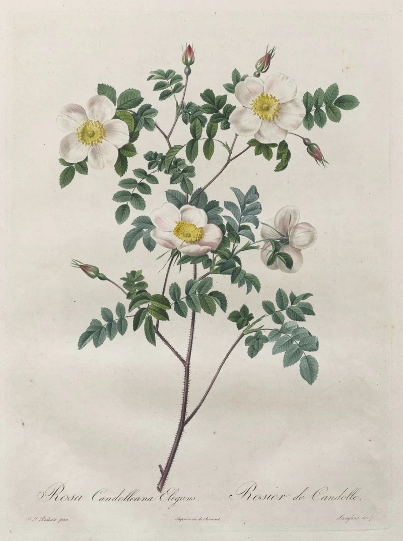 Rosa Candolleana Elegans - Cleveland Museum of Art